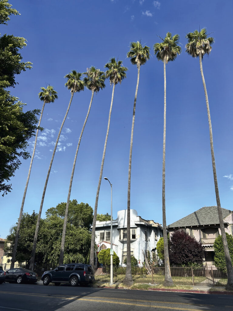 Californiat ilmestavad tüüpilised pikad palmid.