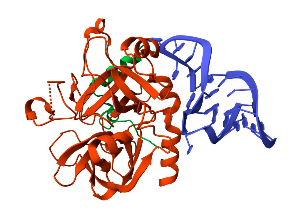 Joonis 1. Trombiin-aptameer kompleksi kolmemõõtmeline struktuur. Aptameer (tumesinine), ensüüm trombini (punakaspruun)(Abeydeera et al. 2016).